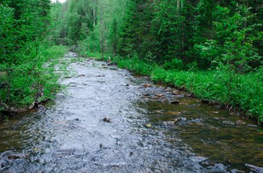 Ulusal Rezerv yeşil orman içinde bir nehir