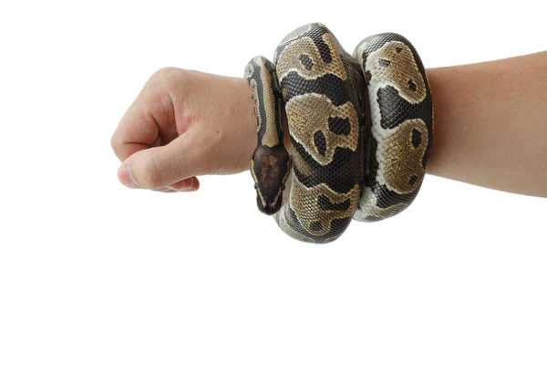 Het beeld van de Royal of Ball python op de hand van de mens — Stockfoto