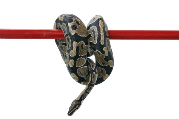 The image of a royal or ball python hanging on a white backgroun — Stock Photo, Image