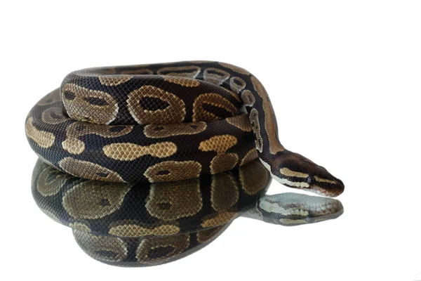 Snake and its reflection. Lies on the mirror. — Stock Photo, Image