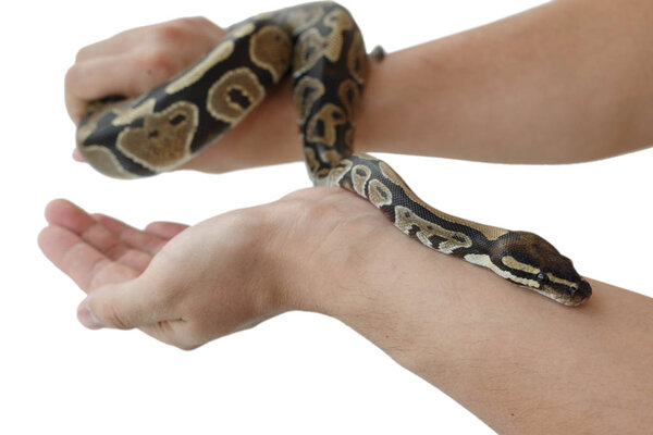 Образ королевского или шарового питона на руке человека
