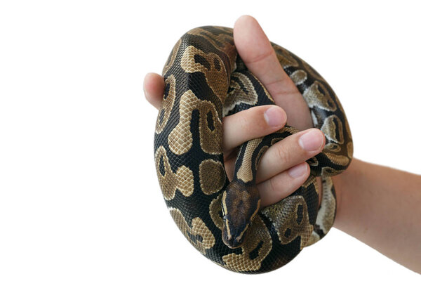 Образ королевского или шарового питона на руке человека
