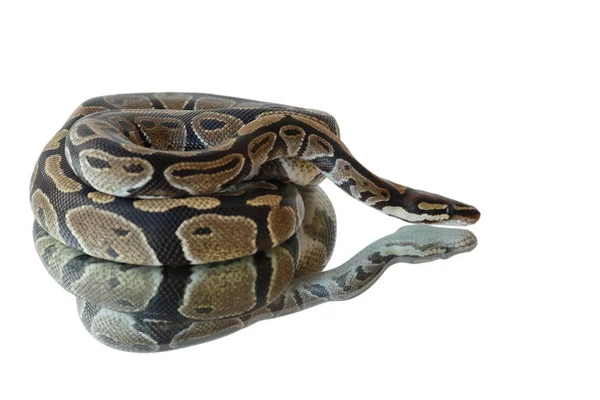 Snake and its reflection. Lies on the mirror. — Stock Photo, Image