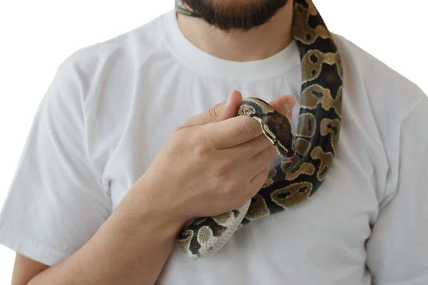 Bilden av Royal eller Ball python på mannens hand — Stockfoto
