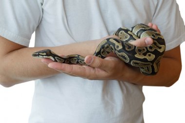 Adam elinde Kraliyet veya top Python görüntü