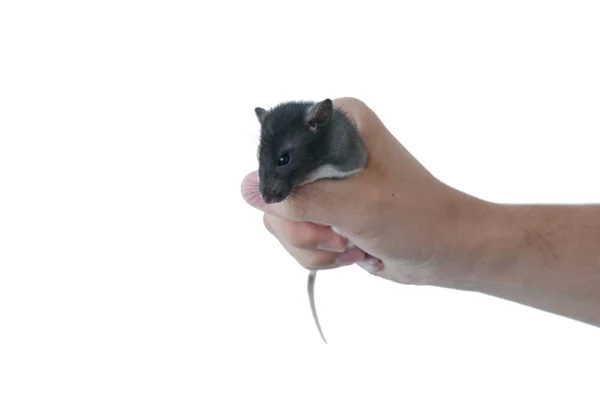 Rat held in his hand on a white background — Stock Photo, Image