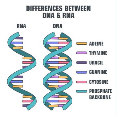 DNA ve RNA 'nın vektör bilimsel simgesi sarmalı. DNA ve RNA moleküllerinin yapısındaki farklılıkların bir gösterimi.