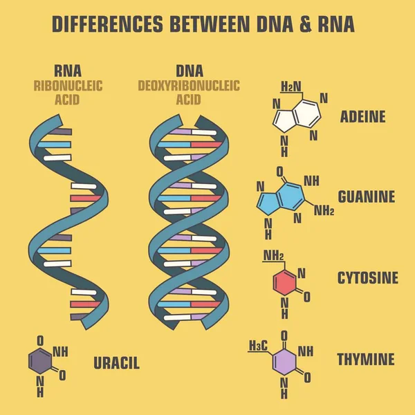 Science114. CDR — Vettoriale Stock