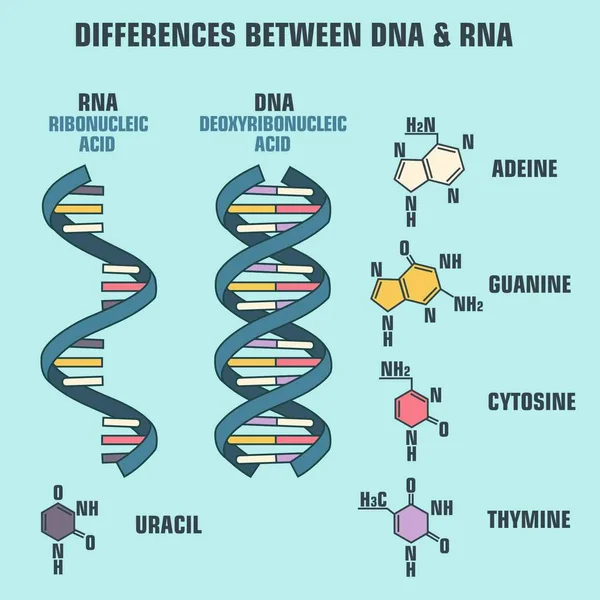 Science113. CDR — Stockvector