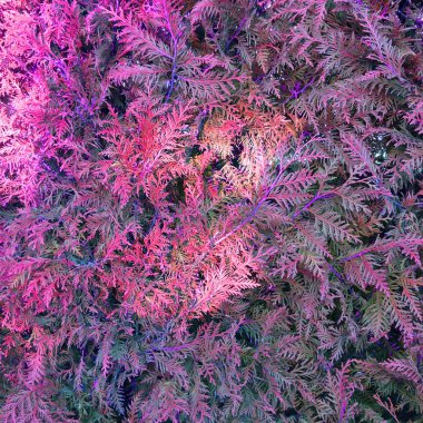 Ladin büstü arka plan dokusu. Mor ve kırmızı renklerde Noel ağacının dokusu 