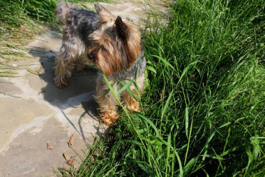 Fotoğraf köpek köpek doğurmak Yorkshire Terrier. Puppy Yorkshire Terrier yürüyüş için. Yeşil çim arka planda köpek.