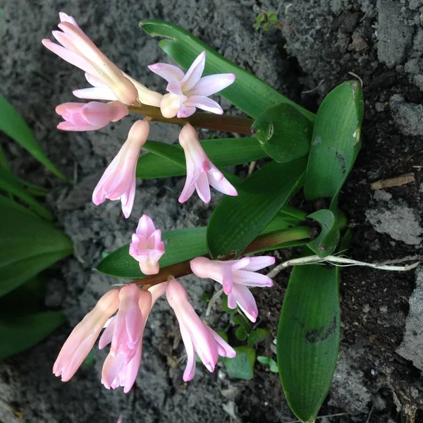 Foto Rosa Hyacint Blomma Bakgrund Hyacint Med Rosa Knoppar Och — Stockfoto