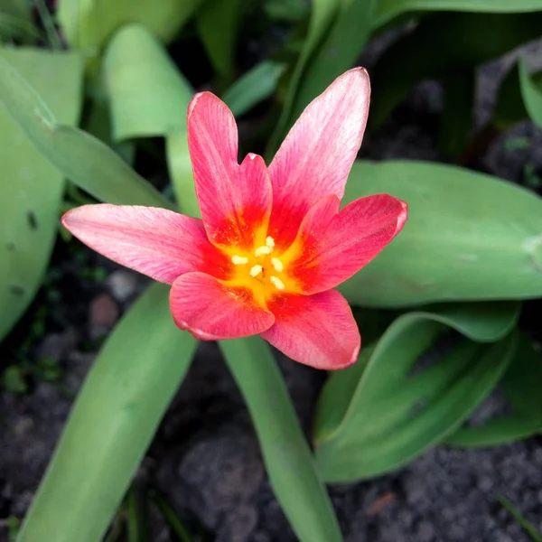 Ett Natur Foto Vacker Tulpanblomma Röd Rosa Tulpanblomma Med Ett — Stockfoto