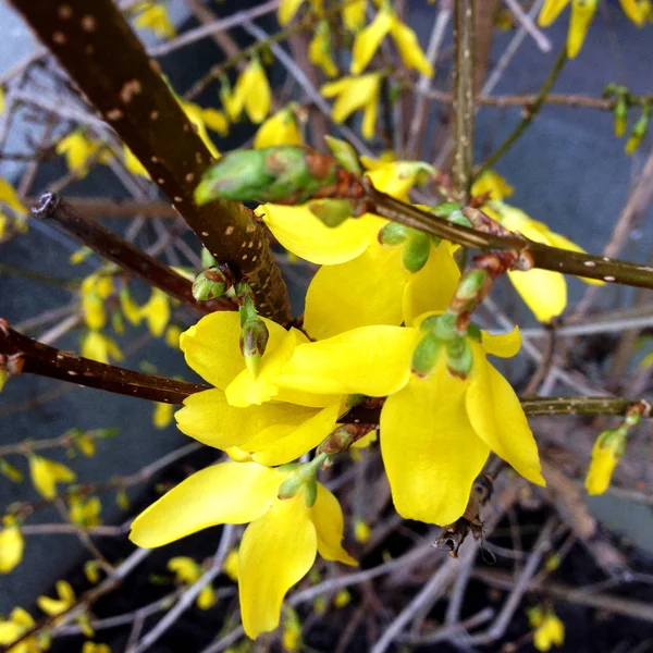 Fotografia Przyrodnicza Wiosna Żółty Kwitnienia Forsythia Bush Forsythia Pąki Kwiat — Zdjęcie stockowe