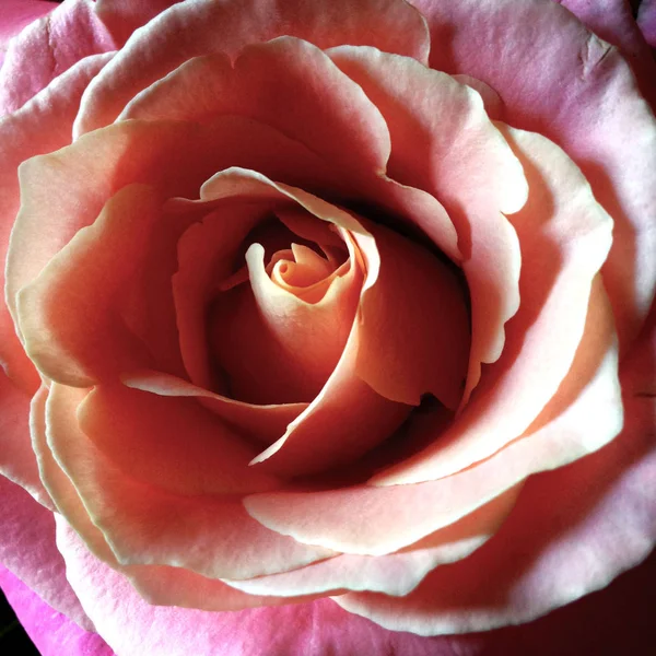 Photo Flower Bud Pink Rose Rosebud Opened Rose Lush Petals — Free Stock Photo