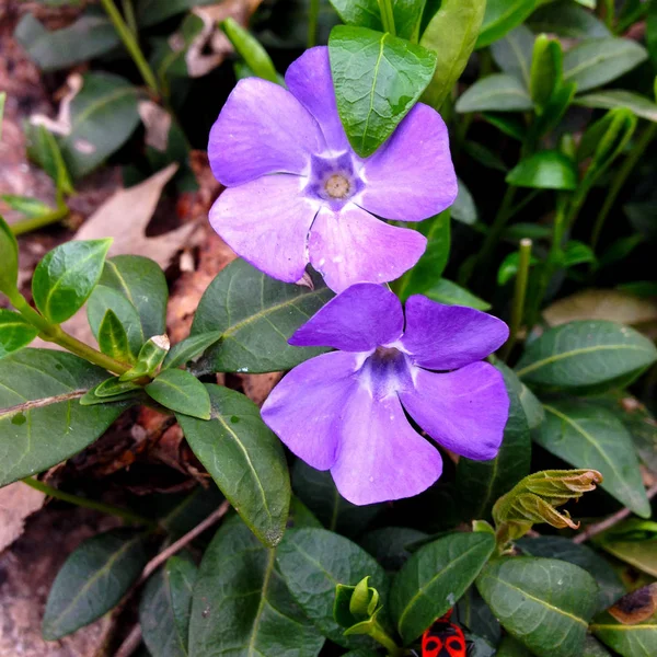 Primavera Natura Macro Fotografia Lilla Fioritura Vinca Fiore Fiore Vinca — Foto stock gratuita