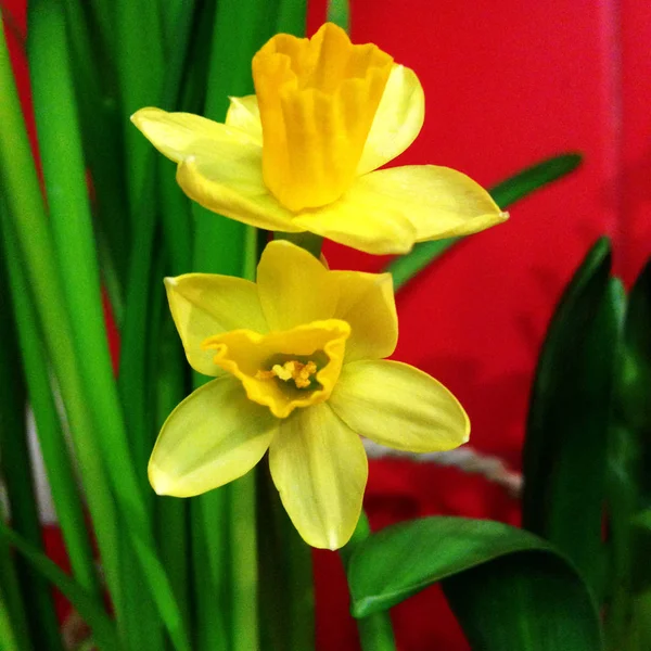 Foto Gula Blommor Narcissus Bakgrund Påsklilja Narcissus Med Gula Knoppar — Stockfoto