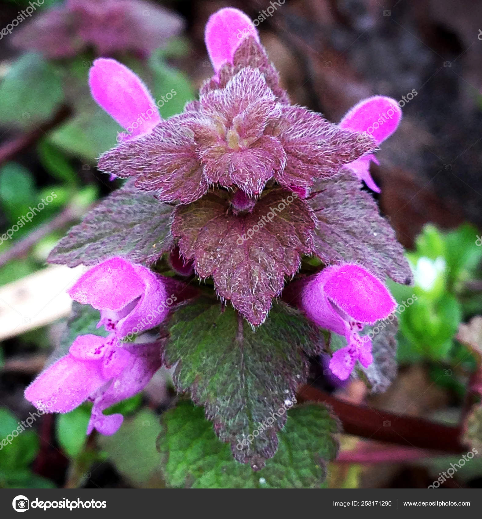 Macro Fotografía Naturaleza Planta Lamium Purpureum Flor Ortiga Muerta Morada - Foto de stock gratis © #258171290 Macro Fotografía Naturaleza Planta Lamium Purpureum Flor Ortiga Muerta Morada - Foto de stock gratis © #258171290