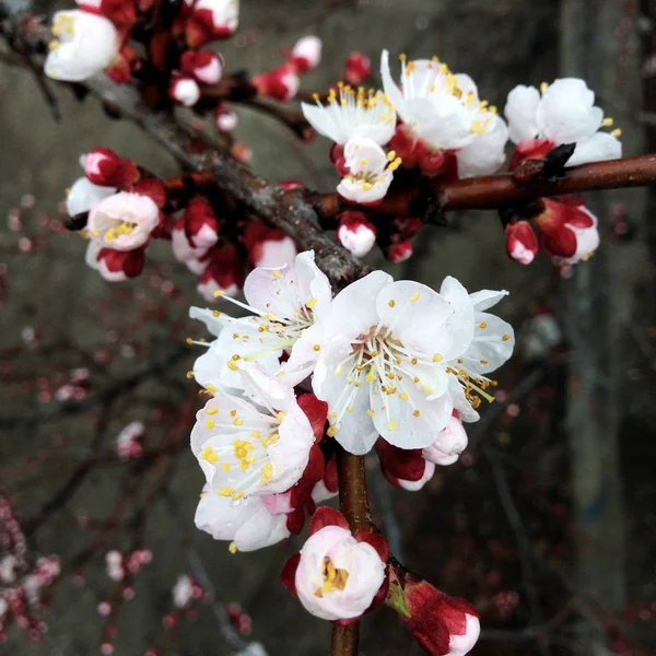 Macro Photo Spring Nature Blooming Japan Sakura Sakura Flower Blooming — Stock Photo, Image