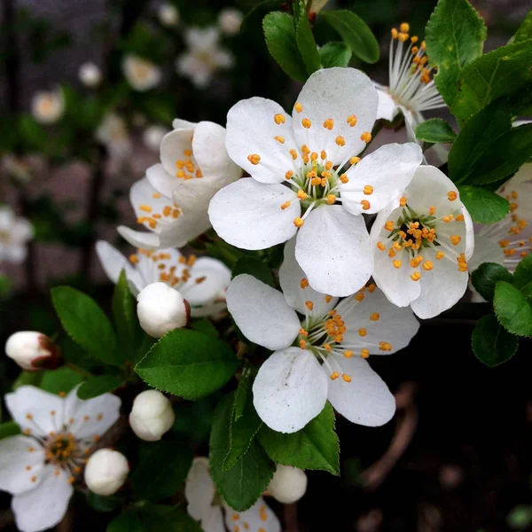 Macro Foto Primavera Naturaleza Floreciendo Japón Sakura Flor Sakura Con — Foto de stock gratis
