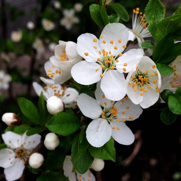 Macro Fotografie Primăvară Natura Înflorind Japonia Sakura Floare Sakura Muguri — Fotografie de stoc gratuită