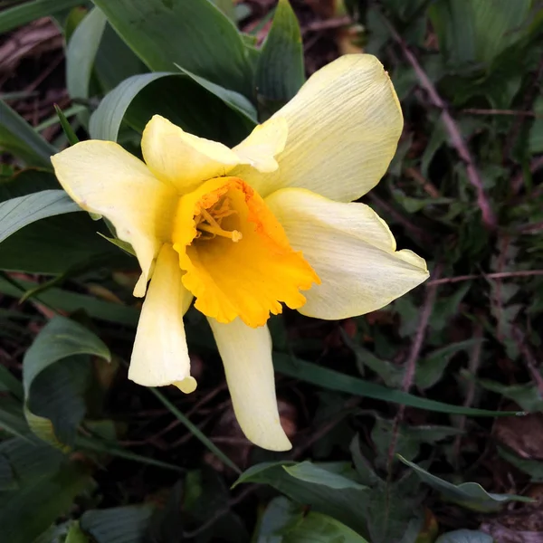 Foto Vita Blommor Narcissus Bakgrund Påsklilja Narcissus Med Gula Knoppar — Stockfoto