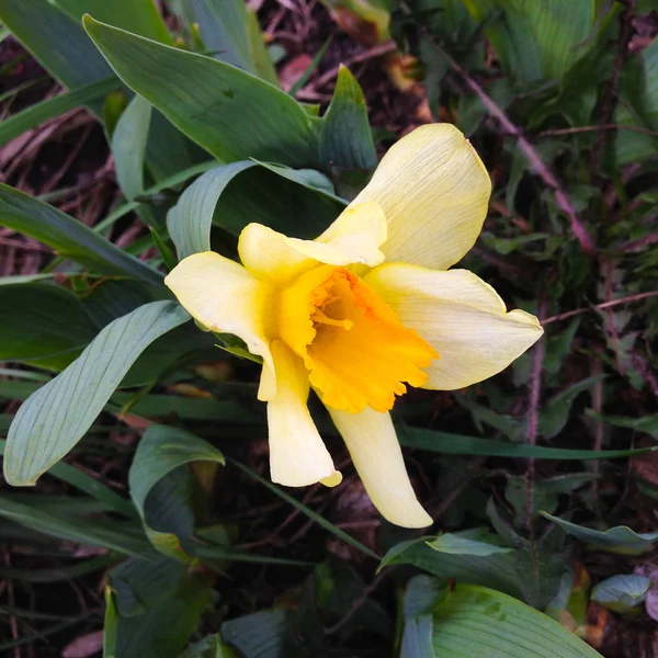 Foto Vita Blommor Narcissus Bakgrund Påsklilja Narcissus Med Gula Knoppar — Stockfoto