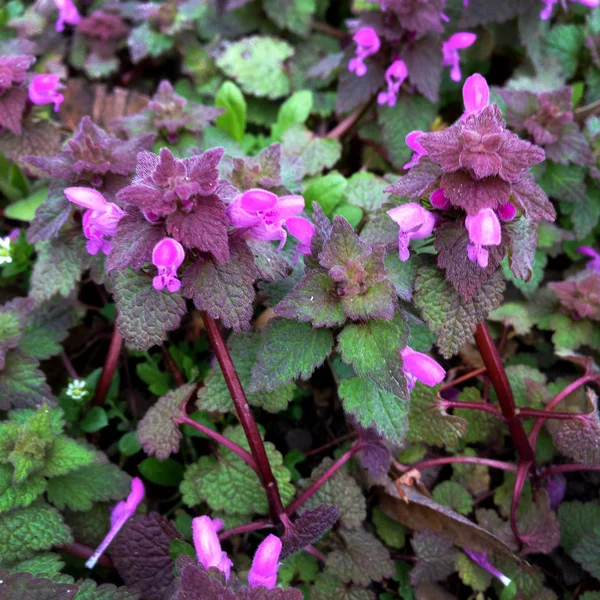 Makro Fotografi Arten Växten Lamium Purpureum Lila Dead Nässlor Blomma — Stockfoto