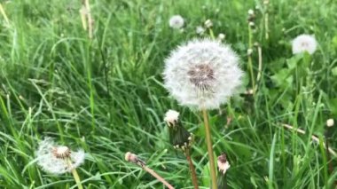 Macro Foto Doğa bitkisi pofuduk karahindiba. Bitkilerin ve otların arka planında açan beyaz karahindiba çiçeği.