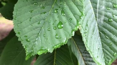 Makro video doğa ağaç yaprağı. Stok video yağmur damlaları bir ağacın yapraklarından aşağı akıyor