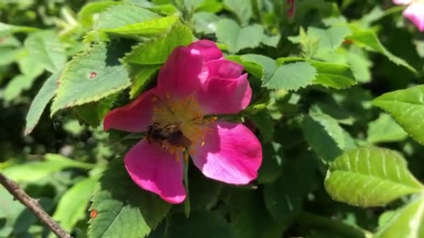 マクロビデオピンクのバラの花の性質 野生のバラの花のビデオ蜂 — ストック動画