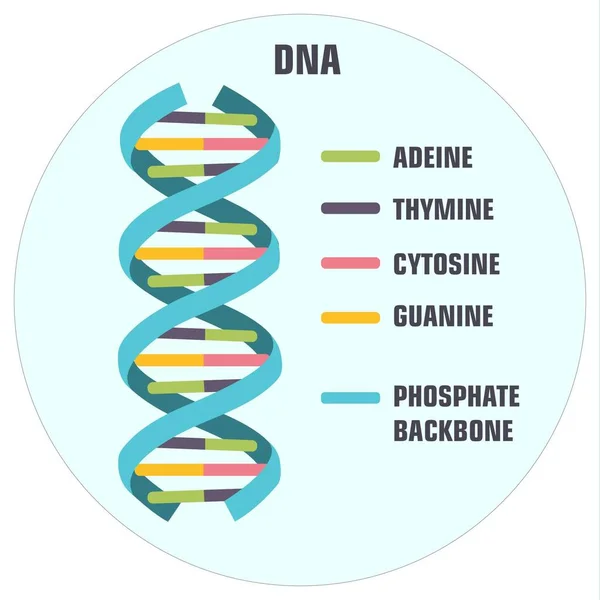 DNA ve RNA 'nın vektör bilimsel simgesi sarmalı. DNA ve RNA moleküllerinin yapısındaki farklılıkların bir gösterimi.