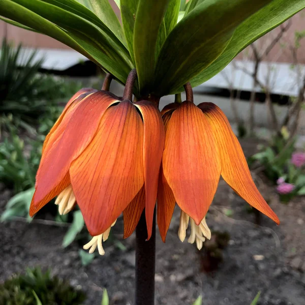Foto Makro Tanaman Alami Bunga Fritillaria Oranye Foto Stok Oranye — Stok Foto