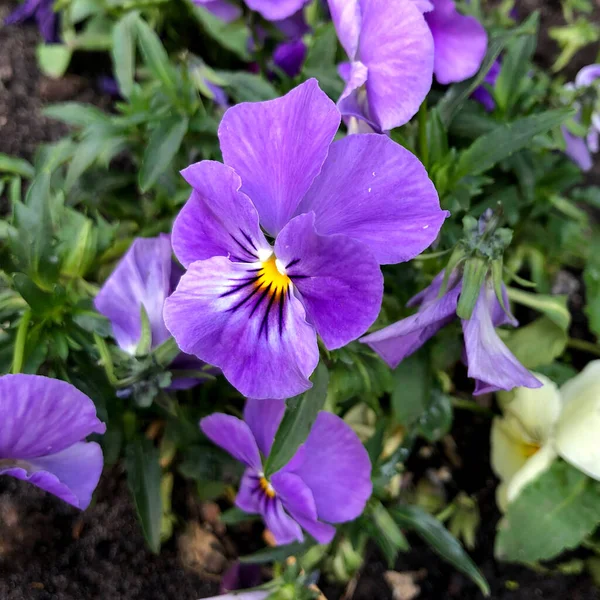 Весняна Природа Макрозйомки Бузку Квітучої Квітки Вініки Квітка Вінок Квітучими — стокове фото