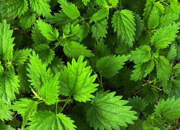 Macro Photo Plant Nettle Nettle Fluffy Green Leaves Background Plant — Stock Photo, Image