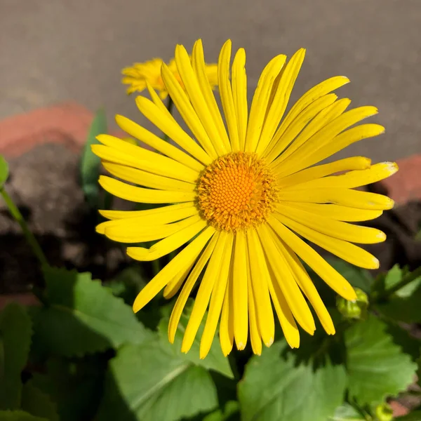 Macro Foto Amarelo Flor Aster Foto Stock Verão Flor Margarida — Fotografia de Stock