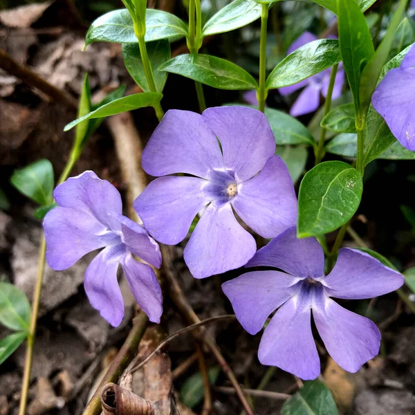 Spring Nature Macro Photography Lilac Blooming Vinca Flower Vinca Flower Royalty Free Stock Images