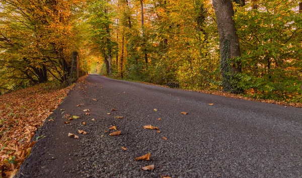 Pathway in the beautiful autumn forest. City of Ecublens near the Lausanne city, canton Vaud, Switzerland