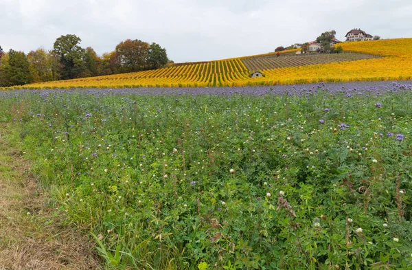 Beautiful vineyard on autumn. Vineyard landscape with colorful leafs and majestic violet meadow at cloudy day. Village near the Lausanne city, canton Vaud, Switzerland