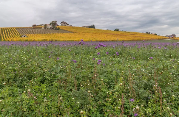 Beautiful vineyard on autumn. Vineyard landscape with colorful leafs and majestic violet meadow at cloudy day. Village near the Lausanne city, canton Vaud, Switzerland