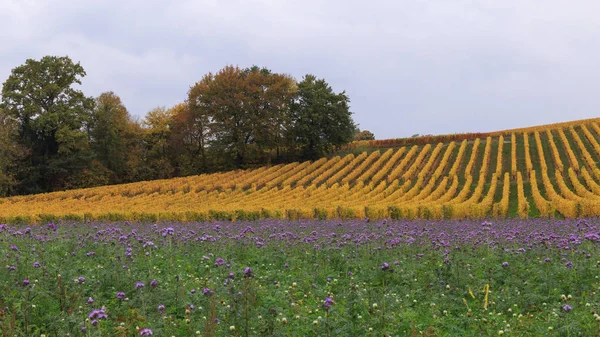 Beautiful vineyard on autumn. Vineyard landscape with colorful leafs and majestic violet meadow at cloudy day. Village near the Lausanne city, canton Vaud, Switzerland