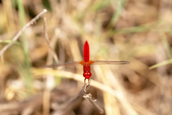 Beautiful Red Dragonfly On The Dry Grass With Blurred Background. Macro Photography