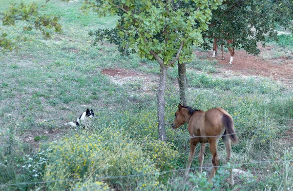 Young Arabian Horse on the Meadow, Face to Face With Watchdog. Beautiful Brown Horse