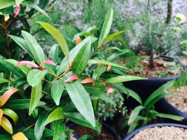 Bahçede yeşil yaprak çiçek