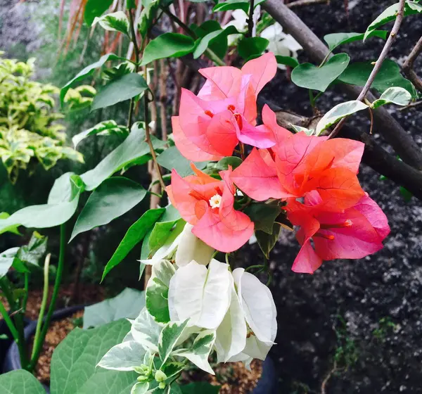 美しいオレンジ色の花の庭 — ストック写真