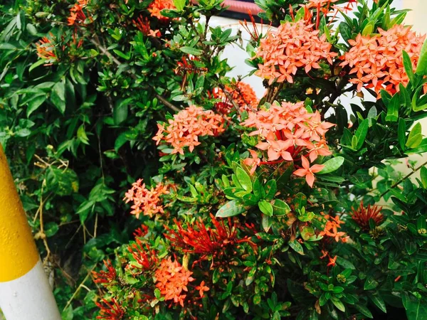 美しいオレンジ色の花の庭 — ストック写真