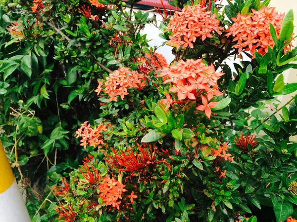 美しいオレンジ色の花の庭 — ストック写真