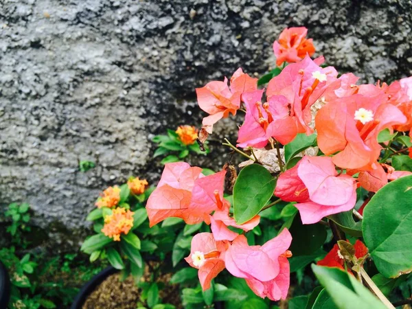 ピンクの花の庭に咲く — ストック写真