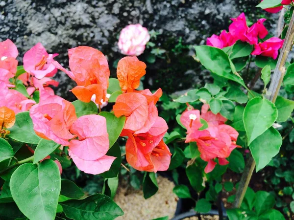 空の光でピンクの花を開花 — ストック写真