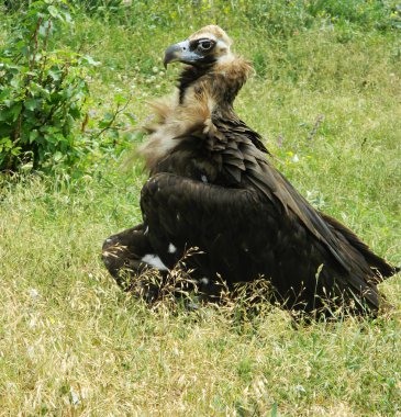profil fotoğrafta akbaba